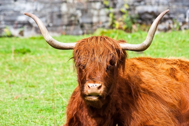 Eating Angus in a field in Sutherland, Scotland.