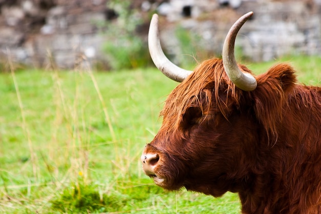 Eating Angus in a field in Sutherland, Scotland.