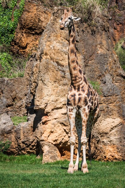 Photo eating giraffe on safari wild drive