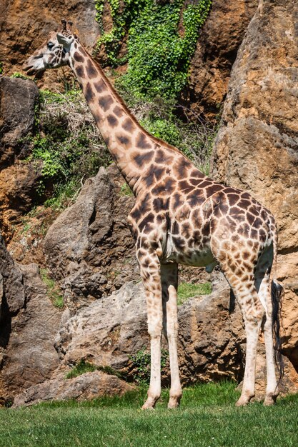 Photo eating giraffe on safari wild drive