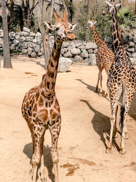 Eautiful giraffes in a large open-air cage at the zoo. Photography of giraffes.