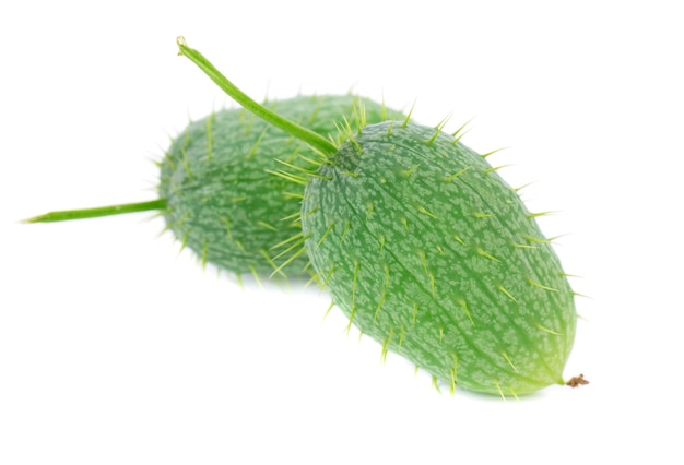 Ecballium isolated on white background Ecballium elaterium or wild cucumber pods