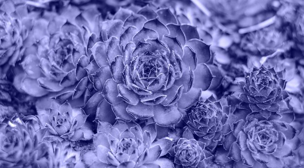 Echeveria is a stone rose a plant of the succulent genus and the Tolstyankov family Home garden