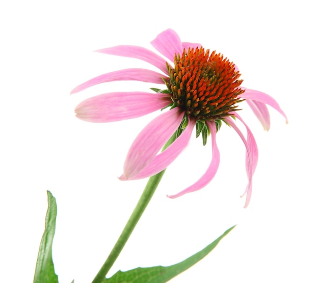 Echinacea flower isolated on white