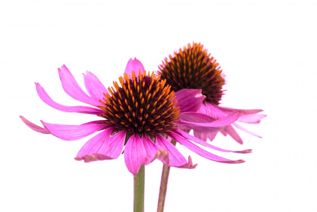 Echinacea flowers close up isolated.  Medicinal herbs.