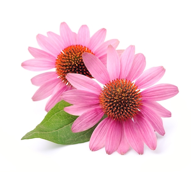 Echinacea flowers close up isolated.