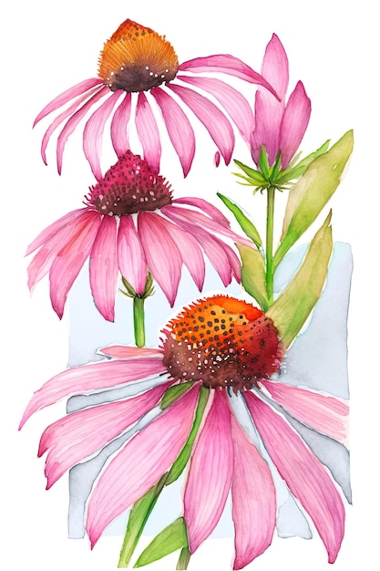 Echinacea medicinal plant flowers Generative AI watercolor vert