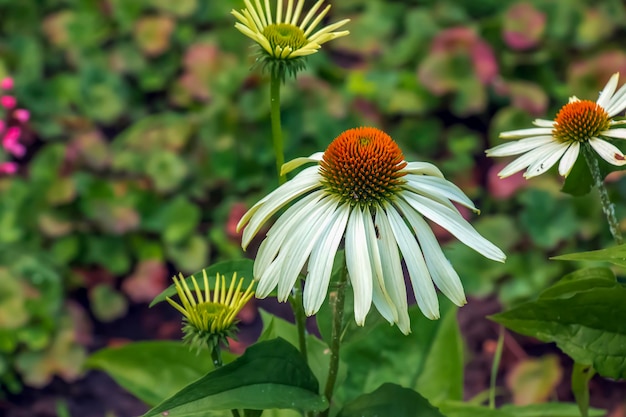 Echinacea purpurea A classic North American prairie plant with showy large flowers