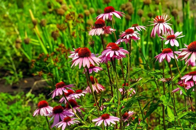 Echinacea purpurea A classic North American prairie plant with showy large flowers