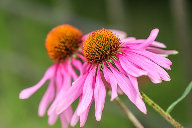 Echinacea purpurea  coneflower beautiful purple flowers with an orange center in the garden