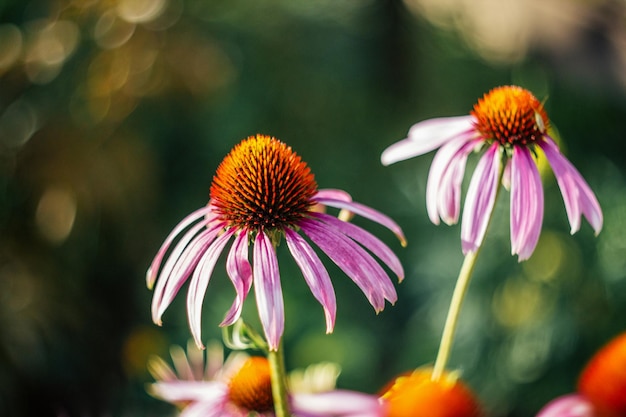 Echinacea purpurea Magnus pink flower on green blurred background