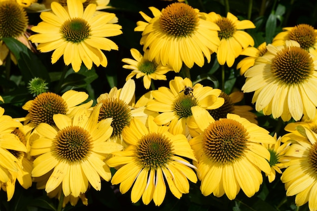 Echinacea Sombrero Lemon Yellow Imp