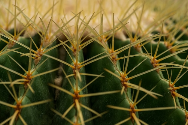 Echinocactus Grusonii cactus.