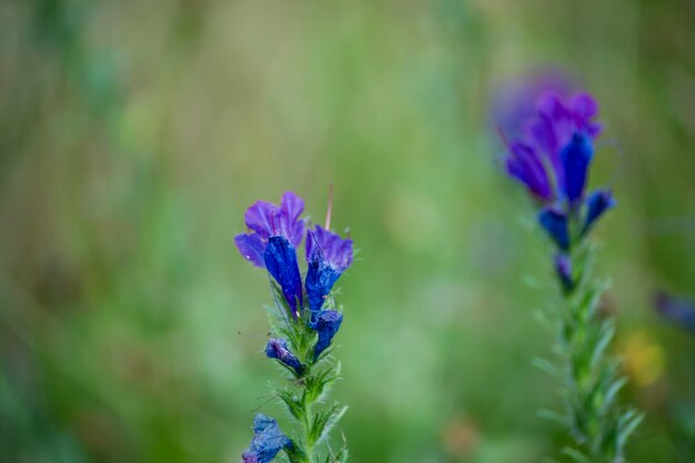 Photo echium plantagineum blue color blur background