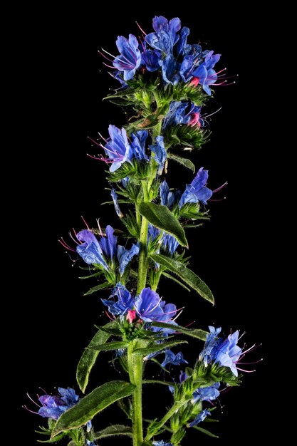 Photo echium vulgare viper's bugloss blueweed isolated on black background