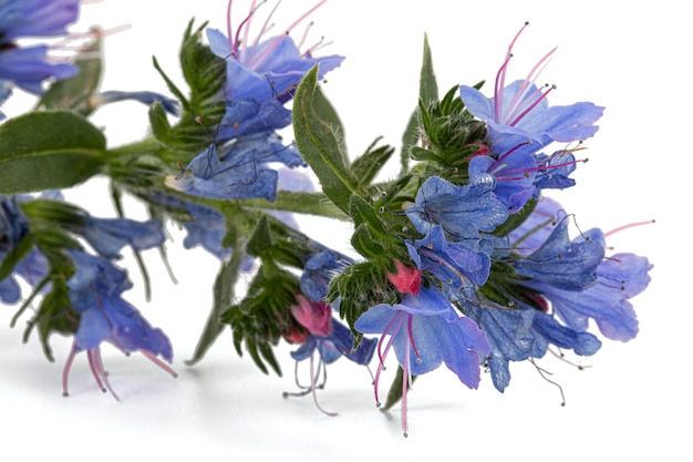 Photo echium vulgare viper's bugloss blueweed isolated on white background