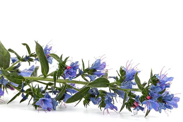 Photo echium vulgare viper's bugloss blueweed isolated on white background