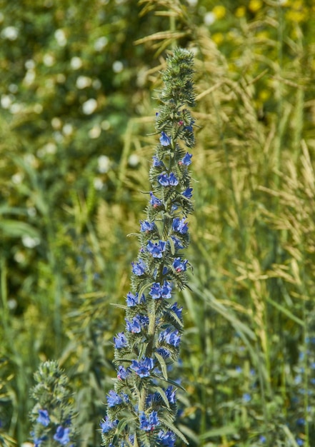 Echium vulgare