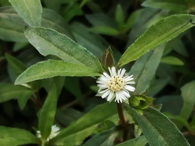 Eclipta prostrata or false daisy medicinal plant with flower, in Bengali known as Kalokeshi.