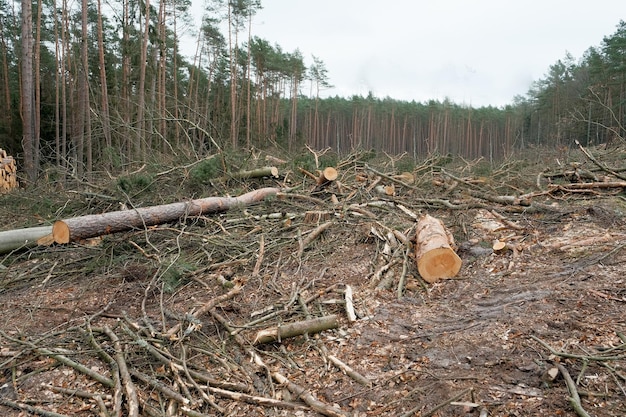 Ecological catastrophy deforestation illegal deforestationDeforestation Logs of sawn trees lies on the ground Deforestation Ecological catastrophy