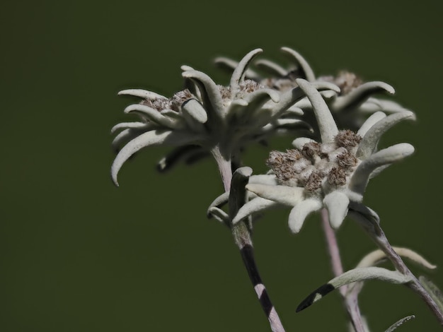 Edelweiss alpine star flower detail close up