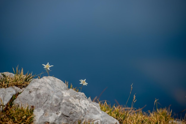 Edelweiss blooming in the high mountains