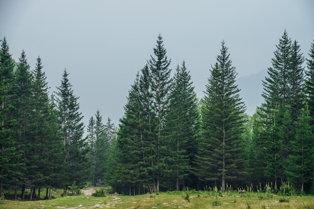 Edge coniferous forest and rocks.