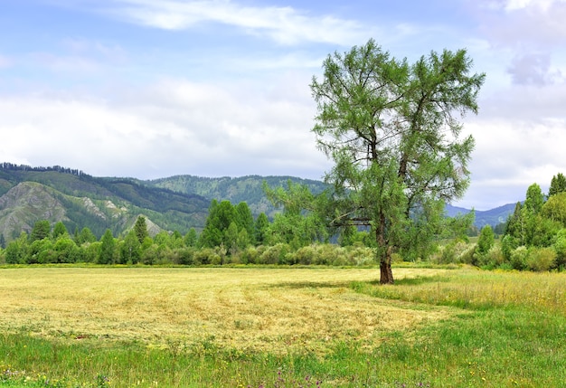 The edge of a mown field against the background of mountains under a blue cloudy sky Siberia