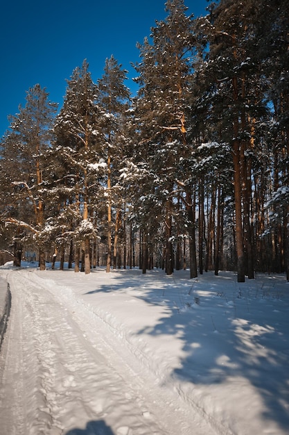 The edge of the pine winter forest after a frosty morning 4006