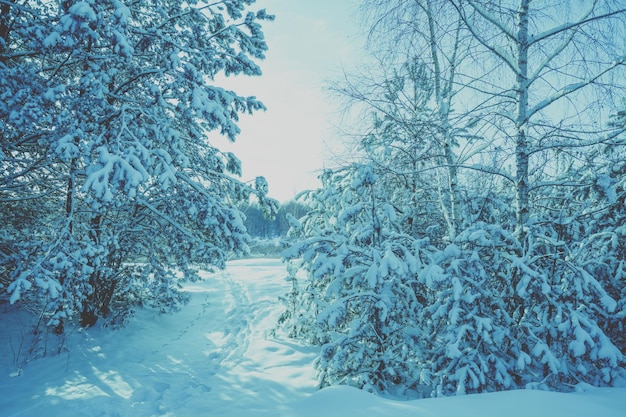 Edge of the winter forest. Footpath in the snowy woods. Winter nature