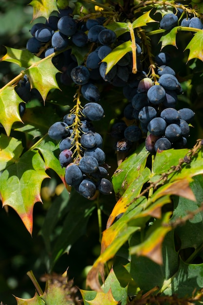 The edible berries of mahonia on a bush