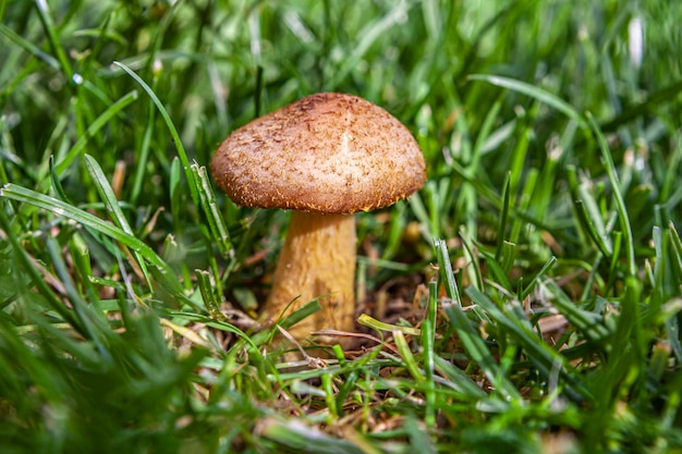 Edible boletus mushroom in the grass