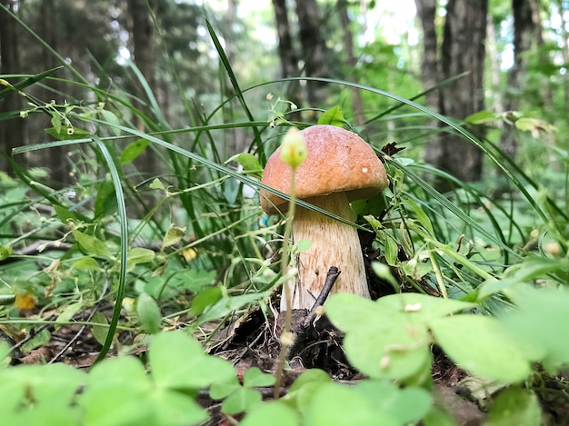 Edible boletus mushroom hides in green grass in the forest