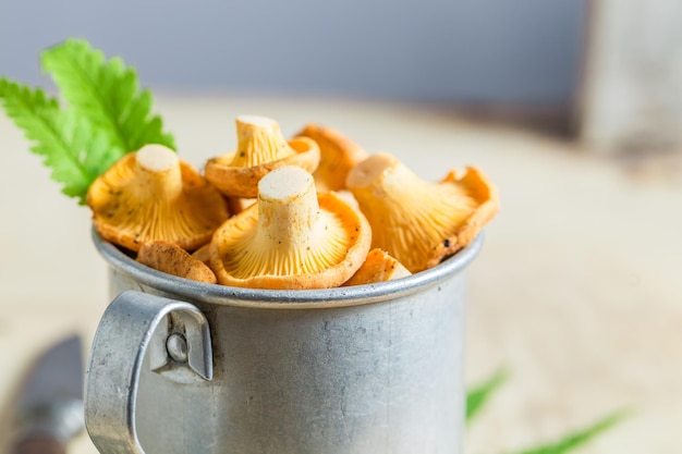 Edible chanterelles freshly harvested from the forest