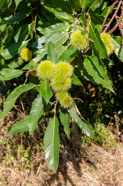 Edible chestnut Castanea sativa branches with fruits closeup