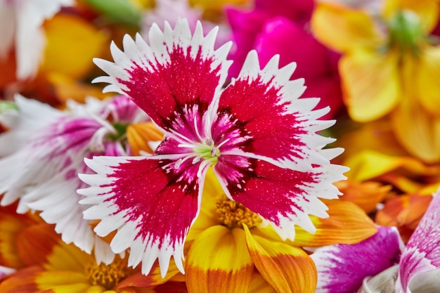 Edible flowers have huge selection of colors and flavors