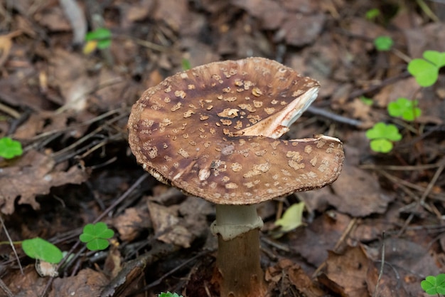 Not edible mushroom Amanita rubescens in forest