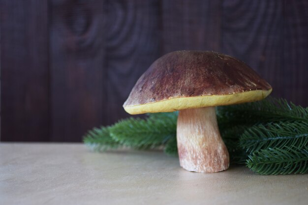 Edible mushroom boletus edulis in green fir branches on old wooden rustic table