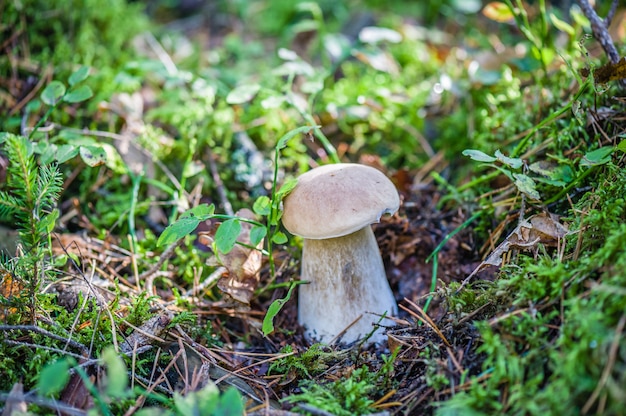 Edible mushroom Boletus edulis is growing in the forest.