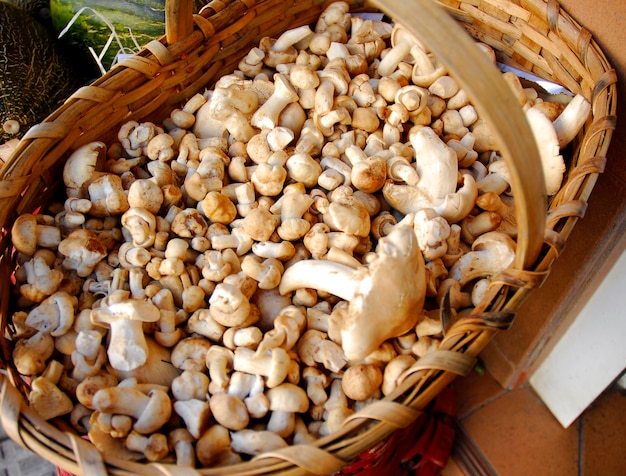 The edible mushroom Calocybe gambosa in a basket