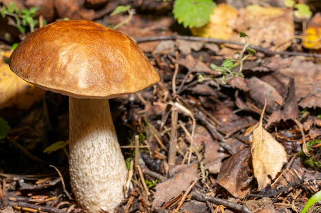 Edible mushroom Leccinum scabrum in the birch forest Known as birch bolete Wild mushroom with brown cap growing