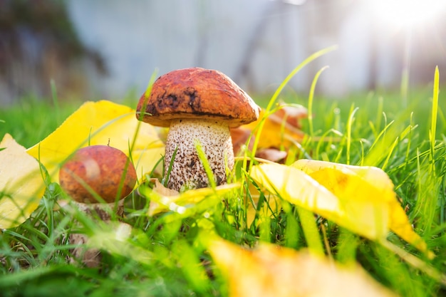 Edible mushrooms in a autumn forest