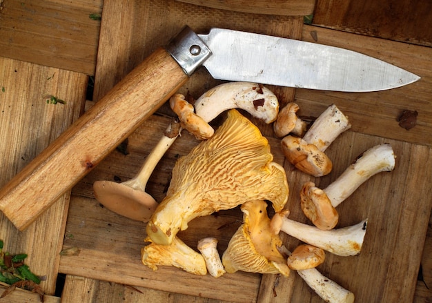 Edible mushrooms in a basket next to a pocket knife