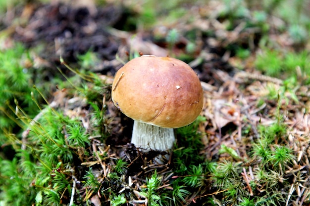 Edible Mushrooms growing in a forest during autumn