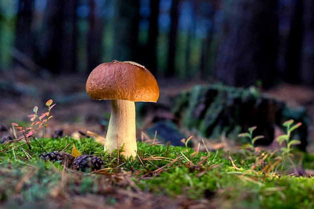 Edible porcini mushroom in a forest glade closeup under the light of sunlight with beautiful bokeh