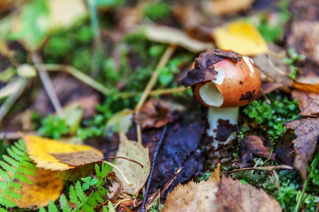 Edible small mushroom russula with red russet cap in moss autumn forest background fungus in the nat