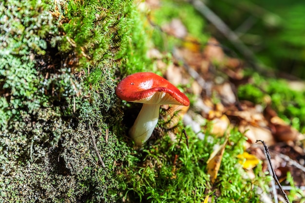 Edible small mushroom russula with red russet cap in moss autumn forest background fungus in the nat