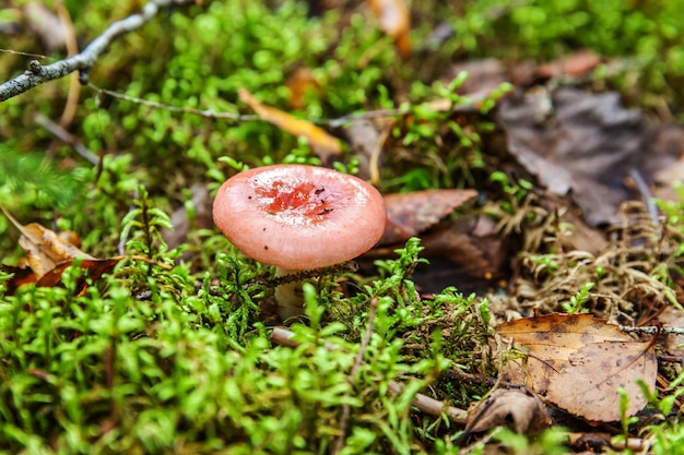 Edible small mushroom russula with red russet cap in moss autumn forest background fungus in the nat