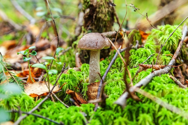 Photo edible small mushroom with brown cap penny bun leccinum in moss autumn forest background fungus in the natural environment big mushroom macro close up inspirational natural summer or fall landscape