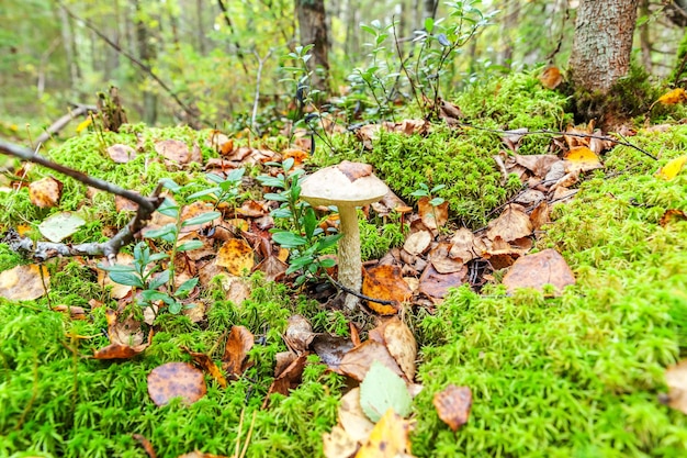 Edible small mushroom with brown cap penny bun leccinum in moss autumn forest background fungus in t